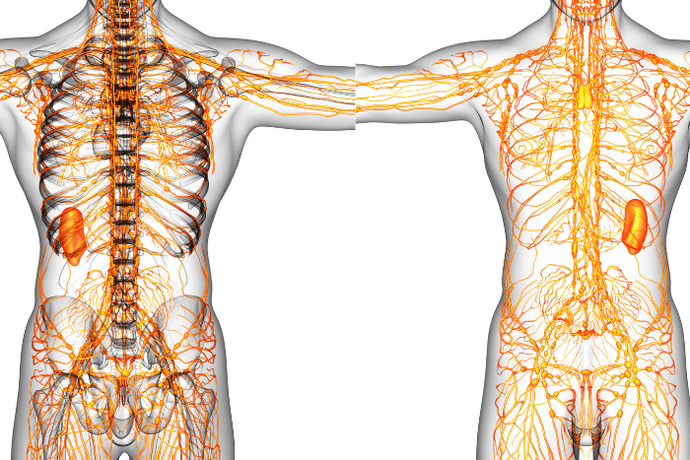 Key To Great Wellness: Top 4 Ways A Strong Lymphatic System Makes You Healthier And How To Achieve That