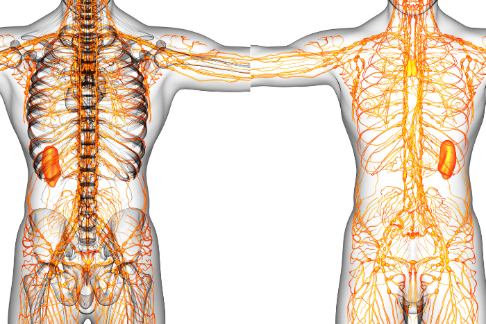 Key To Great Wellness: Top 4 Ways A Strong Lymphatic System Makes You Healthier And How To Achieve That