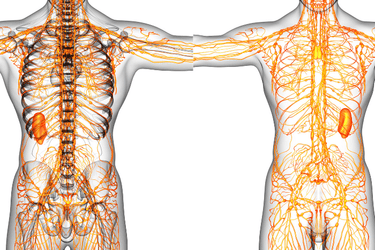 Key To Great Wellness: Top 4 Ways A Strong Lymphatic System Makes You Healthier And How To Achieve That
